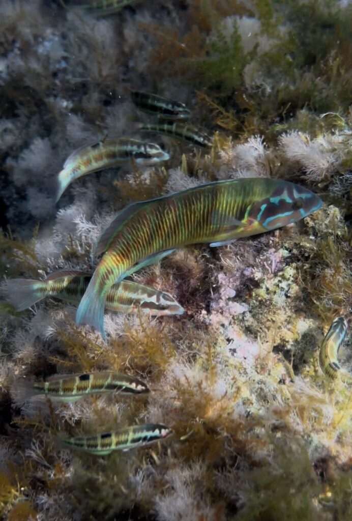Banchi di donzelle pavonine tra alghe e rocce nei fondali dell’Isola di Capo Passero, nel Mediterraneo meridionale.