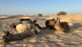 Deserto, cammelli  e cielo stellato: le meraviglie della Tunisia.