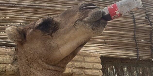 Jardin du Paradis: un’oasi di meraviglie nel deserto tunisino