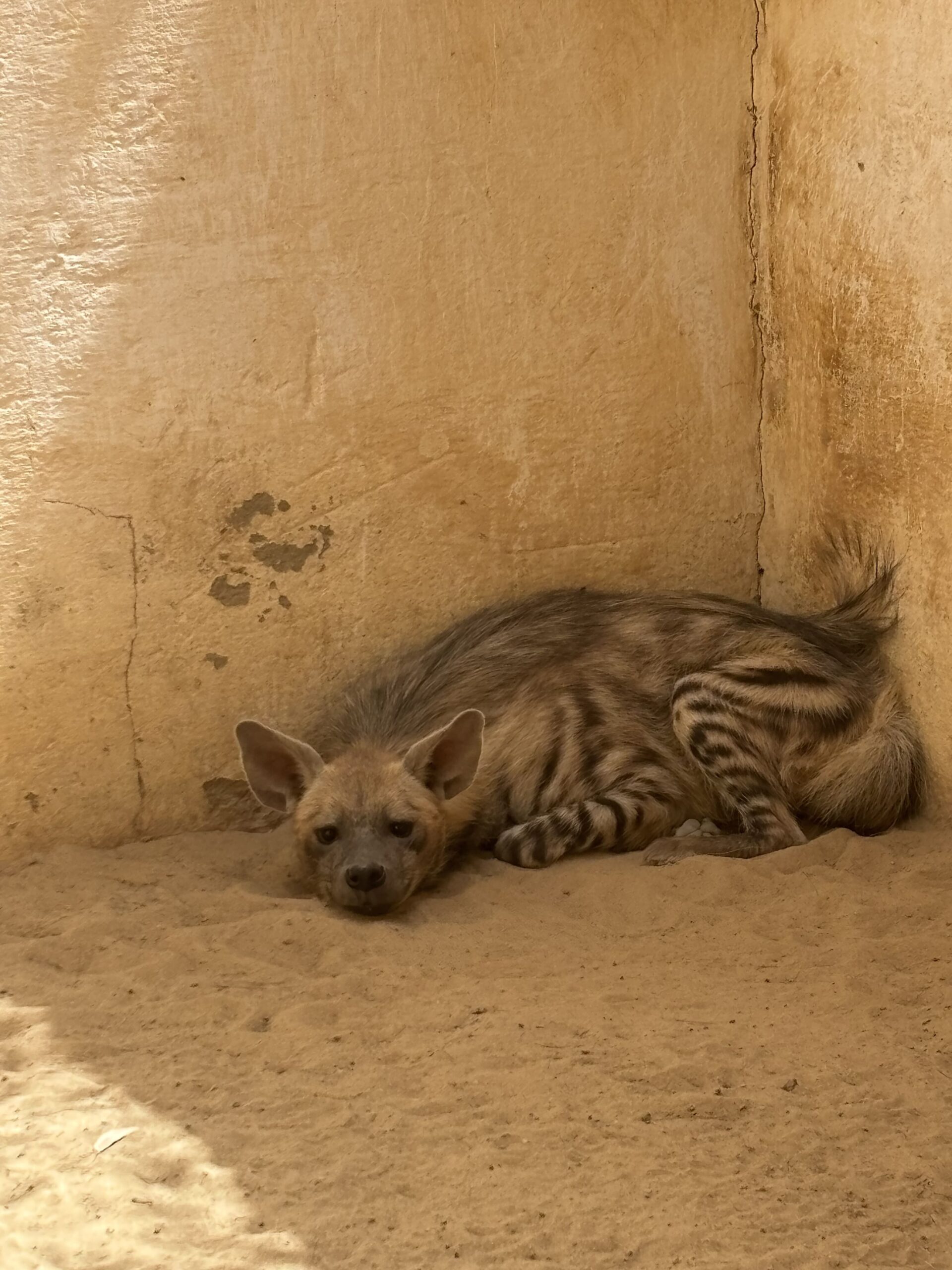 Iena del deserto